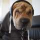Pepito Sharpei