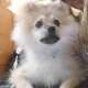 joy Spitz