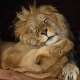 Sun Lion