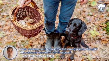 Cosa succede se il cane dovesse mangiare dei funghi?