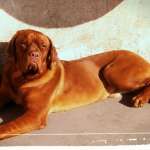 Birillo