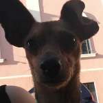 Chicca