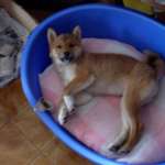 Shila
