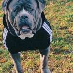 Tyson