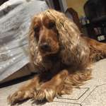 BIAGIO