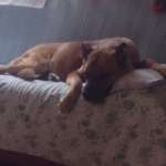 Birba