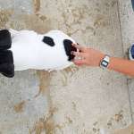 Tayson
