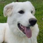 Ulisse