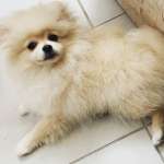 Lulù