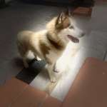 Boris 