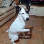 Lillo
