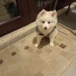 Pufy