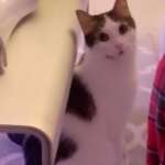 Chicco gatto