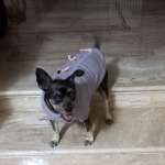 Milly 