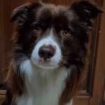 Sam