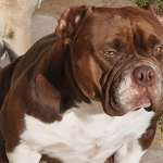 Conchita