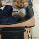Leone,peppe