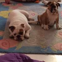 Migliori cani adatti ai bambini