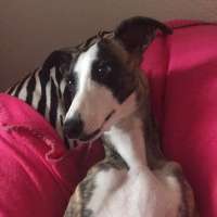 Amy
