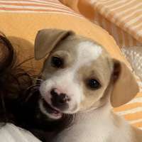 Trudi