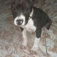 Xina 
