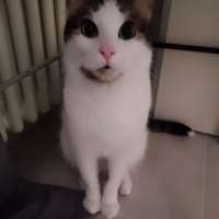Chicco gatto