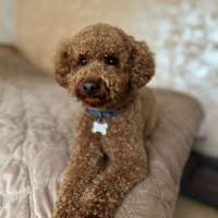 Teddy