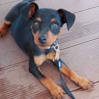 Milo 