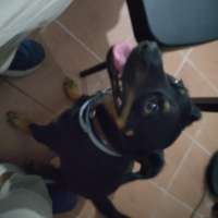 Marshall