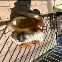 Camillo