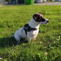 FILIPPO