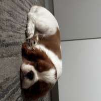 Artù