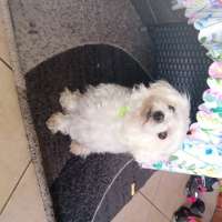Laky