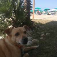 Lillo