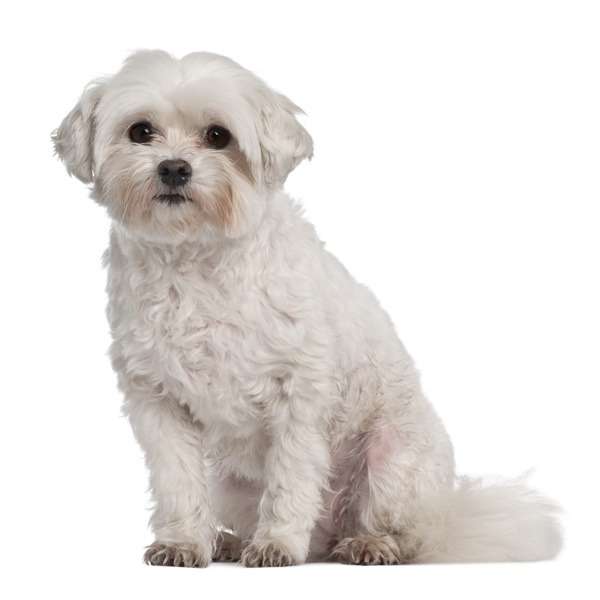 Gruppo Coton de tulear