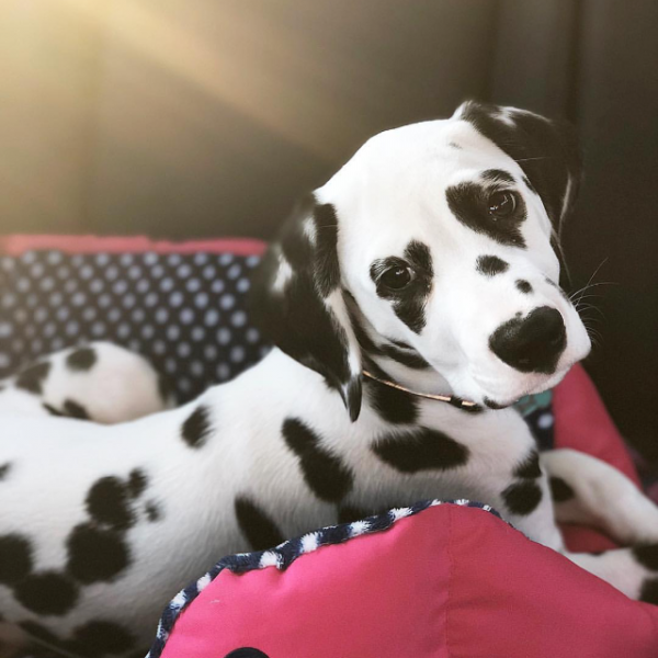? di Angela Solveto, Dalmata su Cani.it