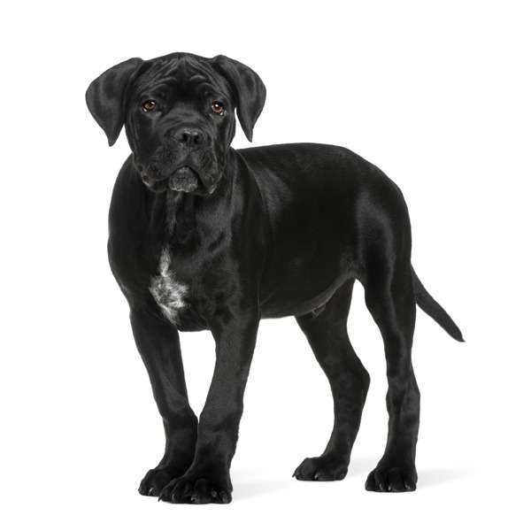 Gruppo Cane Corso