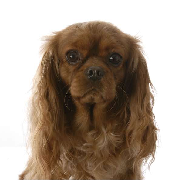 Cavalier king charles spaniel ruby