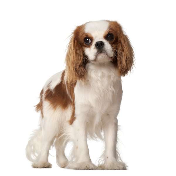 Cavalier king charles spaniel blenheim