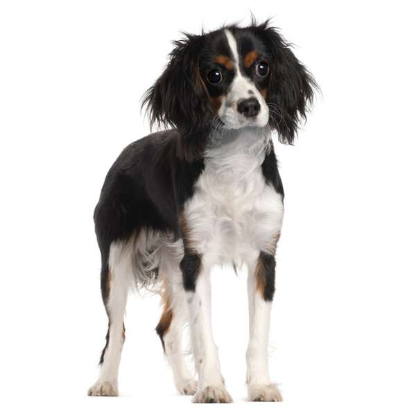 Cavalier king charles spaniel tricolore