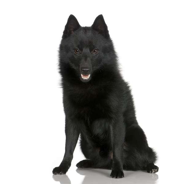 Schipperkee da 5 a 8 kg