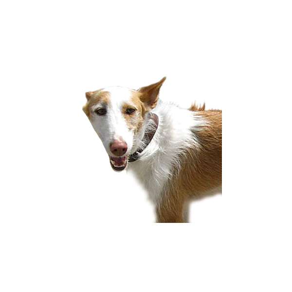 Podenco ibicenco a pelo duro