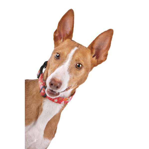 Podenco ibicenco a pelo corto