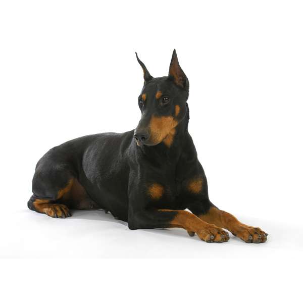 Dobermann nero focato