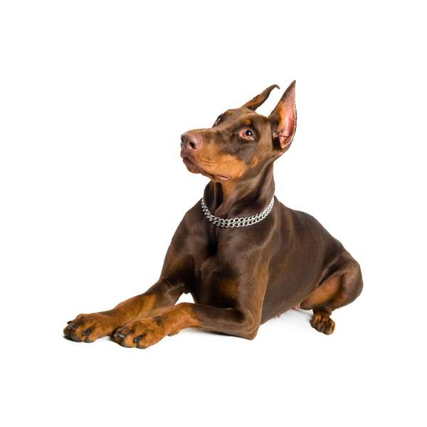 Dobermann marrone focato