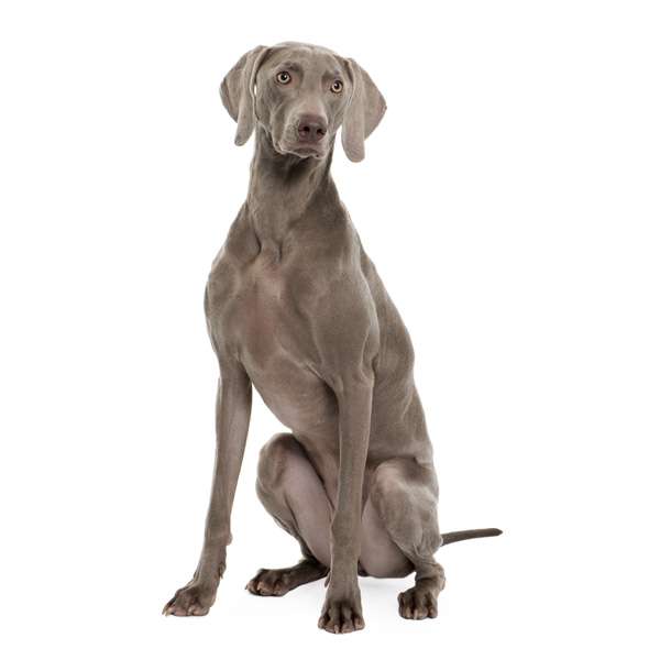 Weimaraner a pelo corto