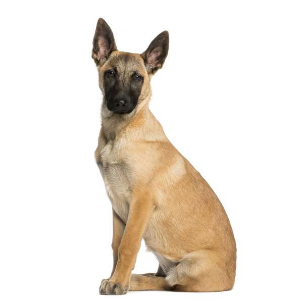 Cane da pastore belga malinois