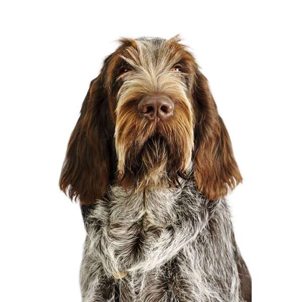 Spinone italiano roano marrone