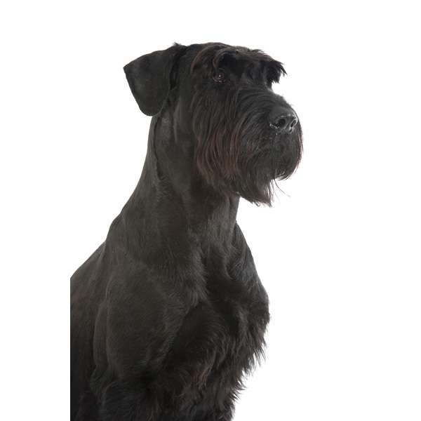 Riesenschnauzer nero