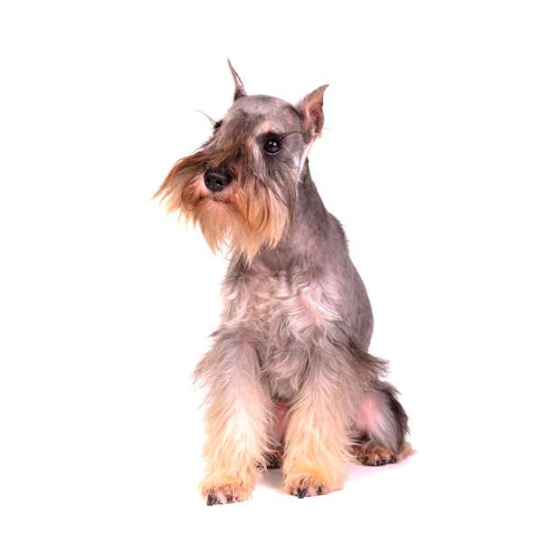 Schnauzer medio pepe sale